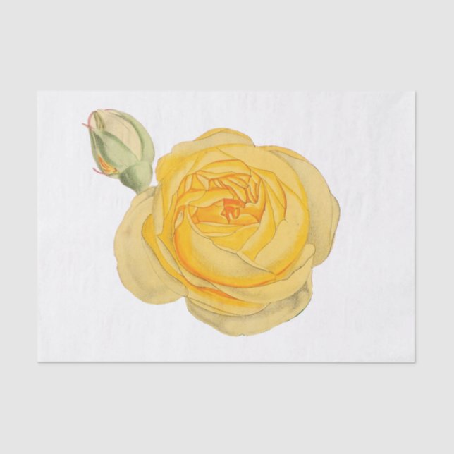 Fleur de rose jaune papier de soie floral #1 (Recto)