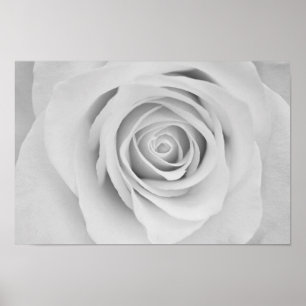 Fleur de rose noire et blanche Poster