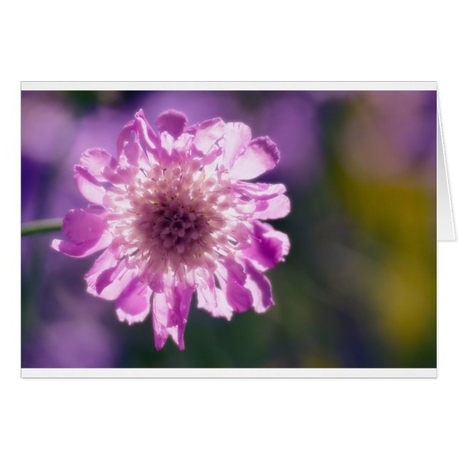 Fleur de Scabiosa de lavande (Devant horizontal)