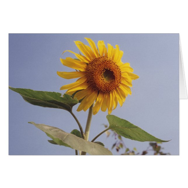 Fleur de tournesol jaune dans le ciel bleu Carte d (Devant horizontal)