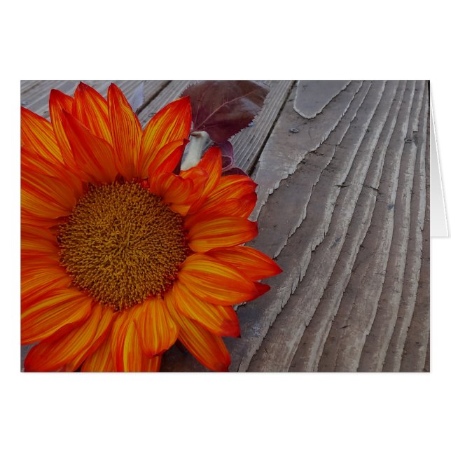 Fleur de tournesol orange d'automne (Devant horizontal)