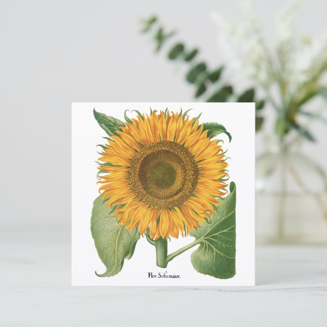 Fleur de tournesol vintage par Basilius Besler (Debout devant)