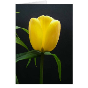 Fleur de tulipe jaune unique