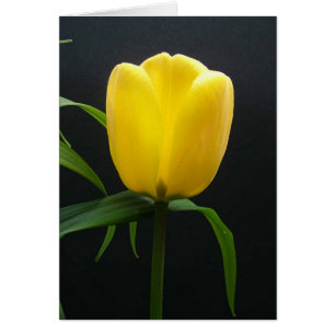 Fleur de tulipe jaune unique