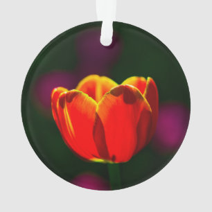 Fleur de tulipe rouge