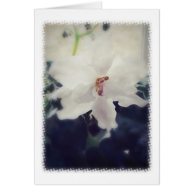 Fleur de violet d'Afrique blanche (Devant)
