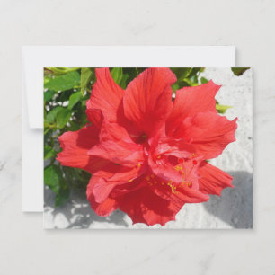 Fleur d'Hibiscus Double Rouge