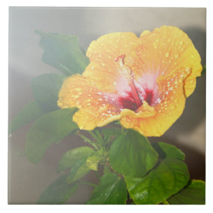Fleur d'hibiscus jaune Carreau