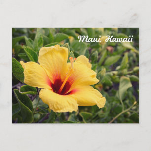 Fleur d'Hibiscus jaune   Carte postale