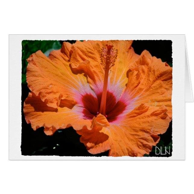 Fleur d'Hibiscus Orange Lumineux/Art Floral/ (Devant Horizontal)