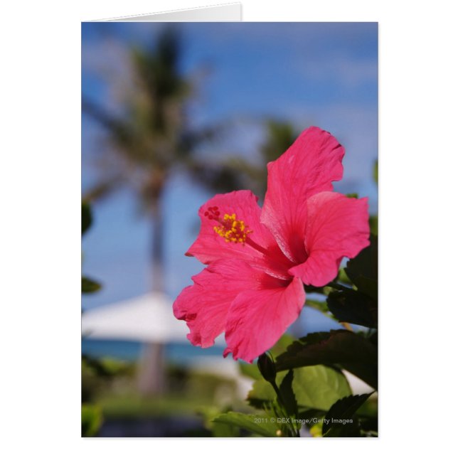 Fleur d'hibiscus rose (Devant)