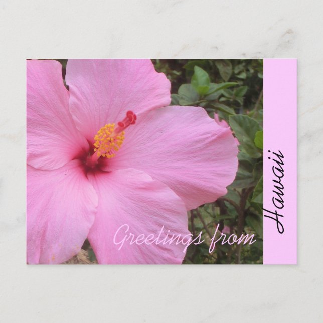 Fleur d'hibiscus rose Hawaii accueil carte postale (Devant)