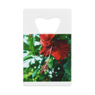 Fleur d'Hibiscus rouge