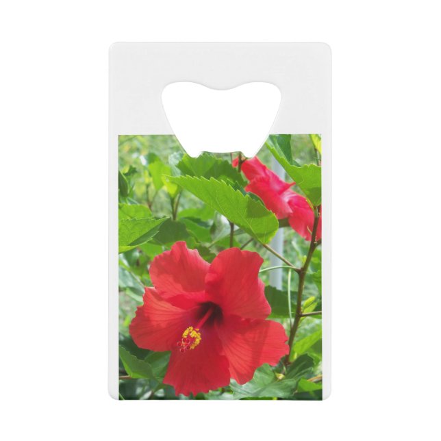 Fleur d'hibiscus rouge tropical (Devant)