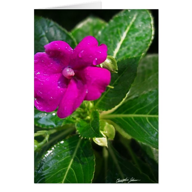 Fleur d'Impatiens Humides 1 (Devant)