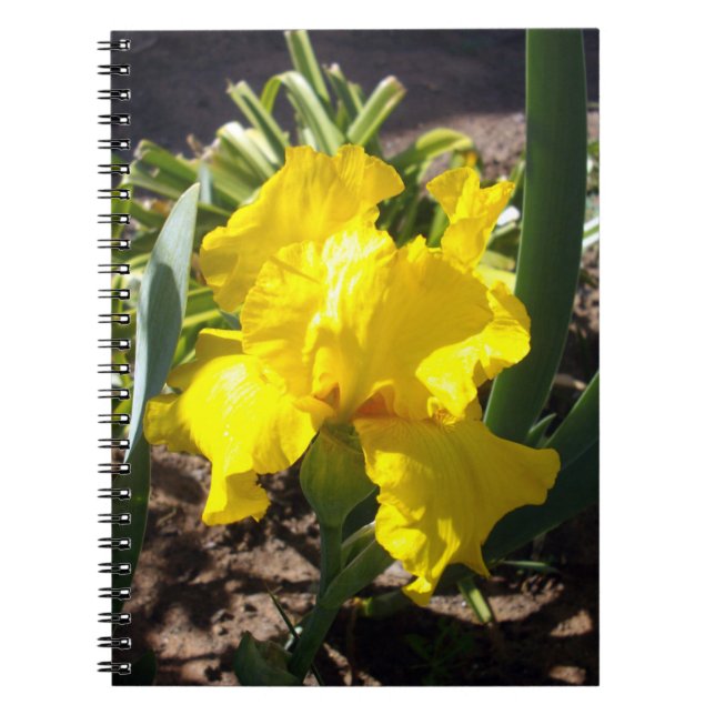 Fleur d'Iris Jaune, Carnet (Devant)