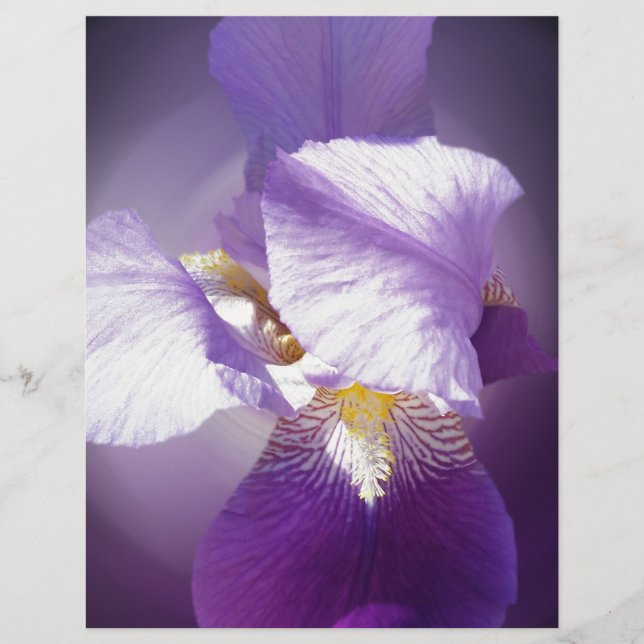 fleur d'iris pourpre (Devant)