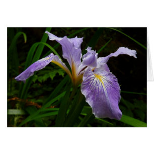 Fleur d'Iris sauvage Floral pourpre