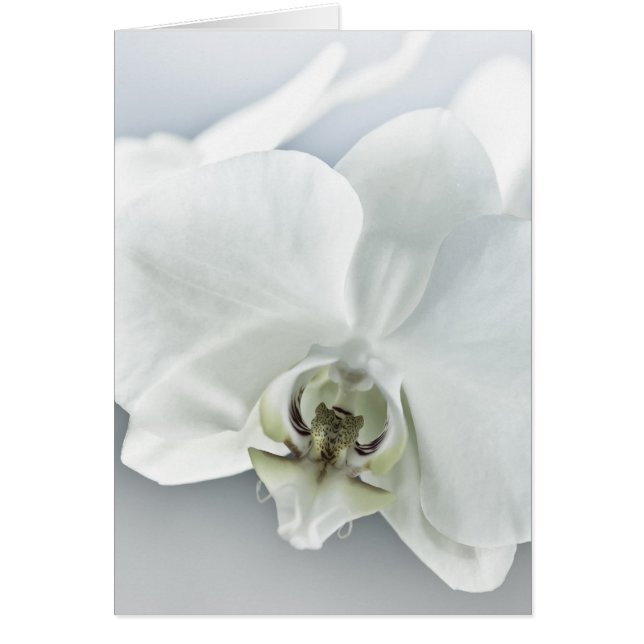 Fleur d'orchidée blanche (Devant)