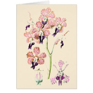 Fleur d'orchidée Carte blanche rose et pourpre