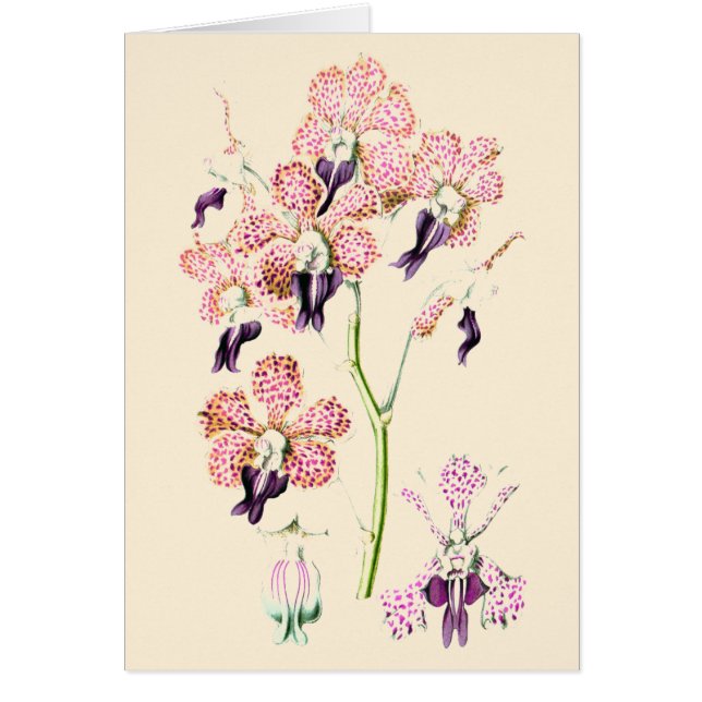 Fleur d'orchidée Carte blanche rose et pourpre (Devant)