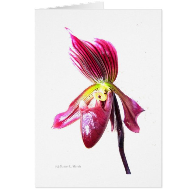 Fleur d'orchidée mauve à glissière contre le dos b (Devant)