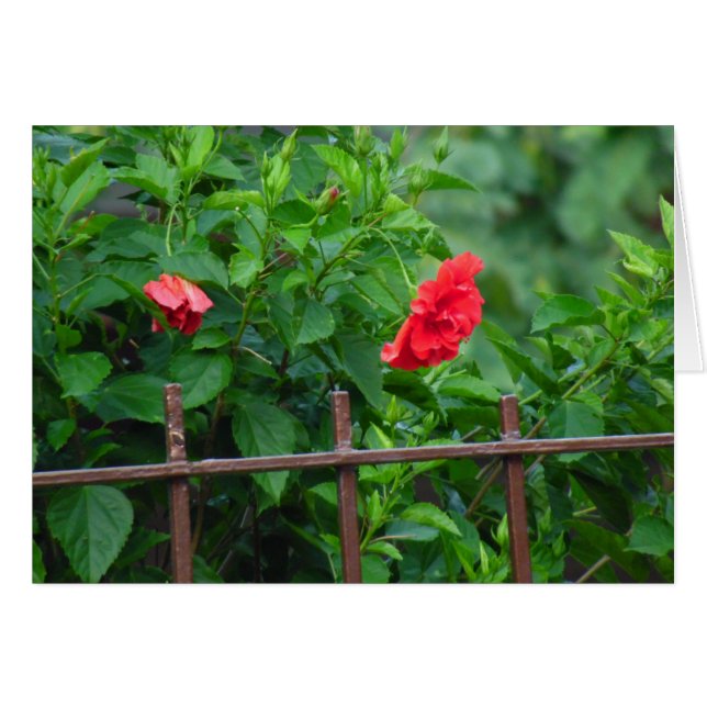 Fleur du jardin penché (Devant horizontal)