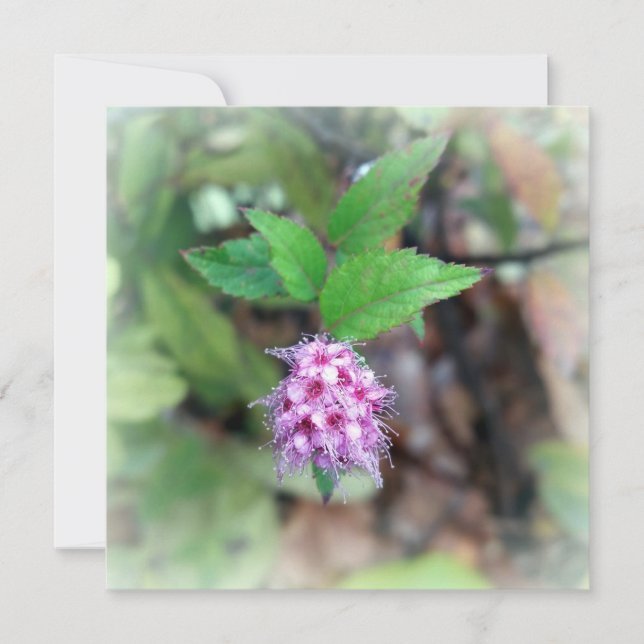 Fleur en automne (Devant)