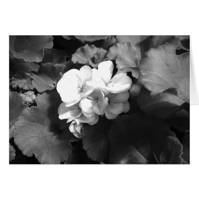 Fleur en noir et blanc (Devant horizontal)
