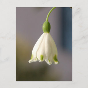 Fleur en robe Carte postale