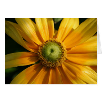 Fleur ensoleillée