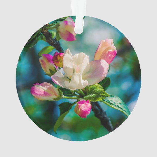 Fleur et bourgeons de pommier sauvage (dos)
