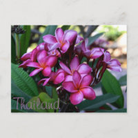 Fleur exotique, Carte postale