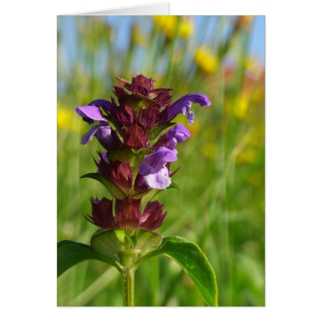 Fleur fleurie du soleil (Devant)
