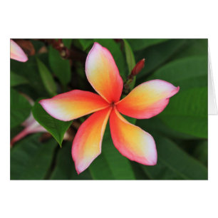 Fleur Frangipani