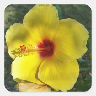 Fleur Ibiscus Jaune Parfait, autocollant carré