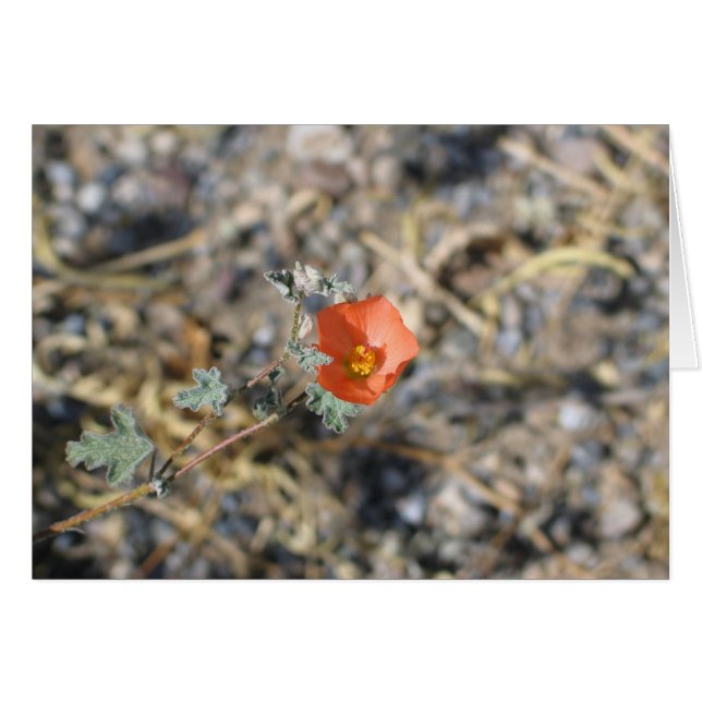 Fleur inconnue, Parc national de Death Valley (Devant Horizontal)