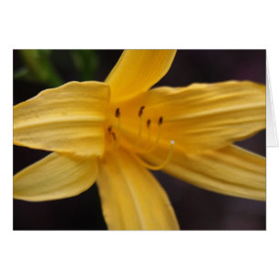 fleur jaune