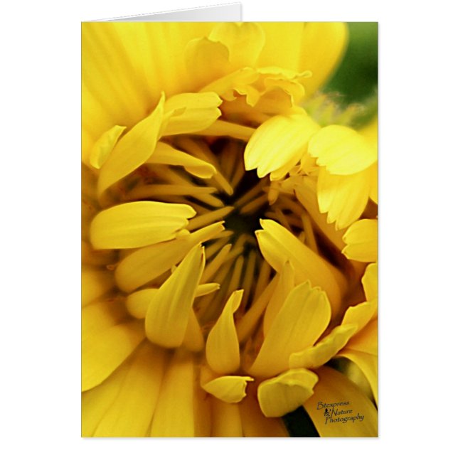 Fleur jaune (5.0) (Devant)