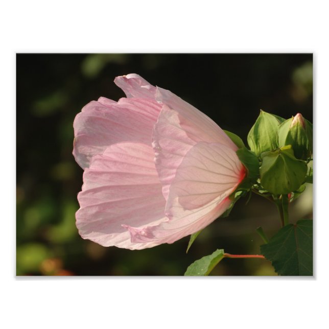 Fleur, Kodak Photo Professionnelle (Devant)