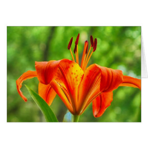 Fleur Lily orange