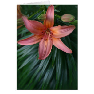 Fleur Lily Tigre Rose