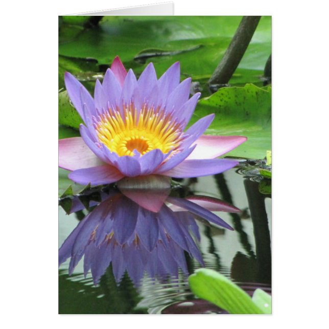 Fleur Lotus (Devant)