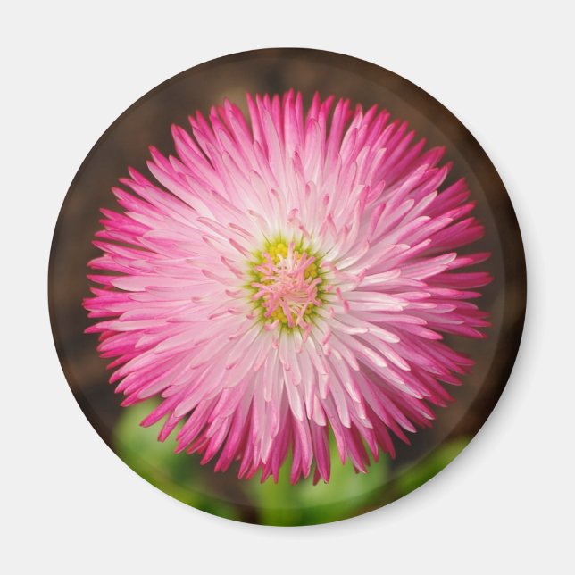 Fleur marguerite - Aimant (Devant)