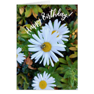 Fleur marguerite blanche avec carte d'anniversaire
