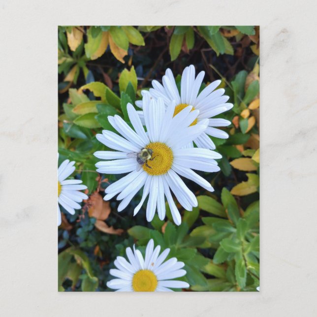 Fleur marguerite blanche avec carte postale d'abei (Devant)