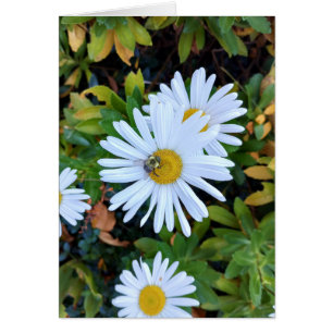 Fleur marguerite blanche avec une carte blanche d'