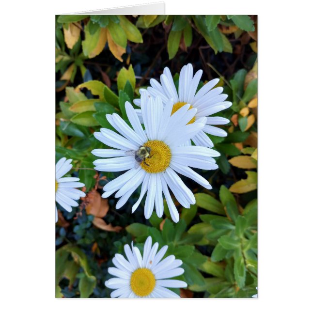 Fleur marguerite blanche avec une carte blanche d' (Devant)