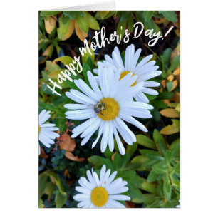 Fleur marguerite blanche avec une carte de fête de