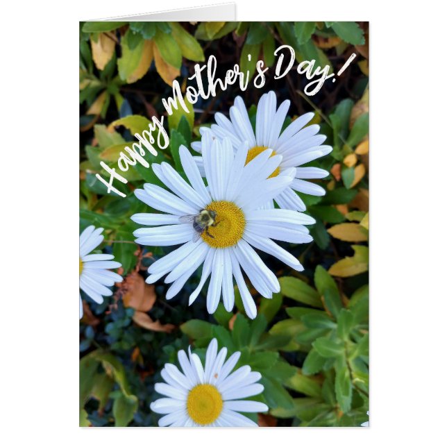Fleur marguerite blanche avec une carte de fête de (Devant)